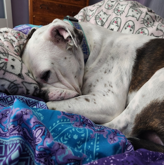 Meet your Posher, Sue - Picture 2 of 7